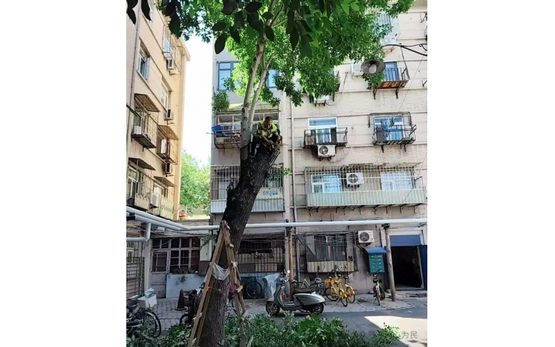 物業(yè)工作其中之一、養(yǎng)護綠植 共建美好家園
